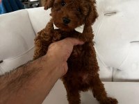 Toy poodle köpeği yavrularımız
