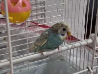 50 Günlük Jumbo Muhabbet Kuşu