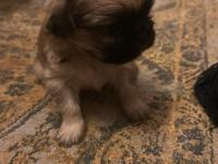 Ücretsiz Sahiplendirme Pekinezler