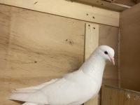 Takım Takım Mardin Güvercin