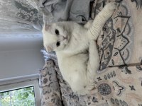 Scottish fold kedimize yuva arıyoruz