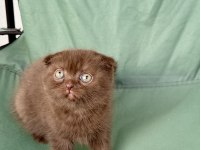 Çikolata Scottish Fold Özel Bebek