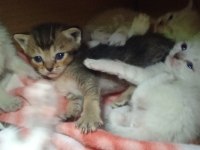 Siyam Ve Golden N11 Kedi Kırması