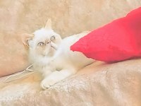 Kedimize Aile Olabilir Misiniz?