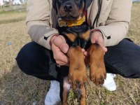 2,5 aylık erkek yavru doberman