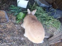 Bir Dişi Ve Bir Erkek Eşli Tavşanlar Sahiplendirilecektir