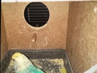 Takım Muhabbet Kuşumuz