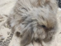 Hollanda lop tavşanlar