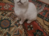 Anne ve babası bizim saf kan bembeyaz scottish straight yavrular