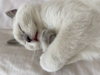 4 Aylık British Shorthair Bluepoint