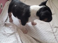 1 Buçuk Aylık Bull Terrier Yavrularımız