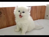 Kocaeli Safkan Show Kalite British Bebekler