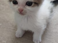 Yavru Kediler Ömürlük Sahiplerini Arıyor