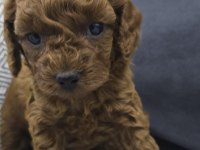 Kore Dark Red Poodle Bebek Köpekler