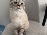 British Shorthair Ns24 Silver Tabby