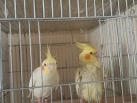 Çift Sultan Papağanı