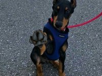 Füzeden Daha Etkili Doberman