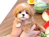 Maltipoo bebek köpeklerim