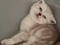 Oyuncu Scottish Fold Yavru 2 Aylık