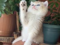 Prenses British Shorthair Sasha