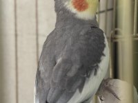 Erkek sultan papağanı 12 aylık