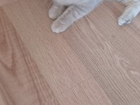 Sahibinden Kedi Ailesi