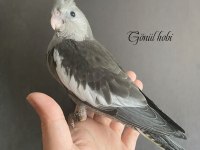 Yeme Düşmüş Ve Düşecek Olan Yavru Sultan Papağanı