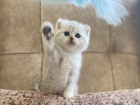 Şecereli soy ırk garantili british shorthair silver bebeğimiz.