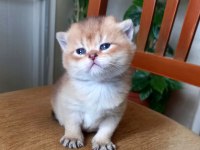 Rezerveye Uygun British Shorthair Golden Ve Blue Yavrular