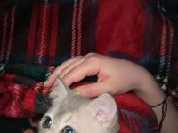 3 Yakışıklı British Shorthair Yavrumuz Oyuncu Ve Sevgi Dolular