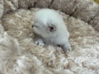 Minik British Bebeklerimiz Ailelerini Bekliyor