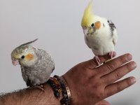 Ele Alışkın Isırma Bilmezler Evcil Çok Güzel Çift Sultan Papağanı