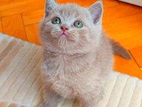 Gri Lilac Dişi Erkek Yavru Kediler