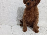 Red Brown Toy Poodle