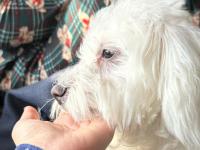 Maltese Terrier 1.5 Yaşında