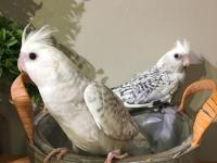 %100 el beslemesi full evcil yavru sultan papağanı