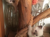 British Shorthair Yavru Kediler