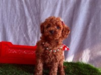 Orijinal Poodle Yavrular