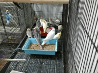 Yeni Yeme Düşmüş Yavru Sultan Papağanlar