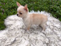 Beyaz Krem Elma Kafa Küt Burun Mükemmel Anatomi Yavru Şivava