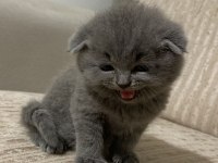 Scottish Fold Yavru Kediler