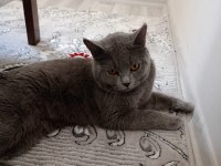 Kedimiz hakkında detaylı bilgi için arayınız