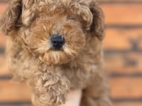 Toy Poodle Yavruları