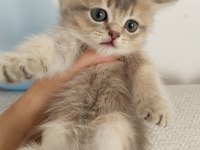 British scottish kedilerim