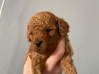 Toy Poodle 9 Mart Doğumlu