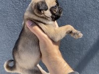 Pug mops yavrularımız sıfır burun gül kuyruk