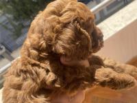 Safkan Yavru Toy Poodle