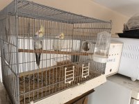 Acil Satılık Çift Ve Dişi Sultan Papağanı