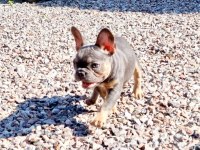 French Bulldog Yavruları