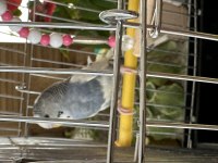 Yavru Muhabbet Kuşumuz